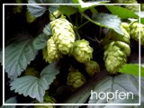 hopfenblüten - berghopfen aus tirol